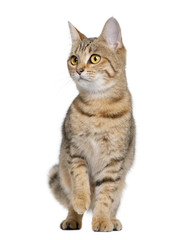 Young Bengal cat, 7 months old, standing, studio shot