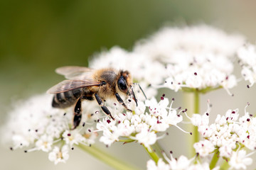 Honeybee