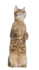 Young Bengal cat, 7 months old, standing, studio shot