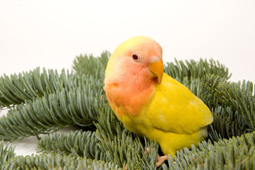 lovebird standing between the christmas bare twigs