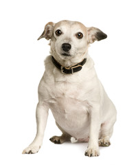 Old Crossbreed with a Jack Russell terrier, 8 years old