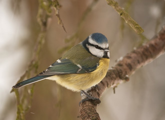 Blue tit feeling the cold