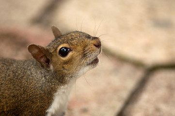 Squirrel sniffing in air