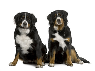 Two Bernese mountain dogs 2 years and 7 months old, sitting in f