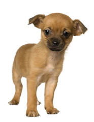 Puppy Crossbreed with a Shih Tzu and a Yorkshire Terrier