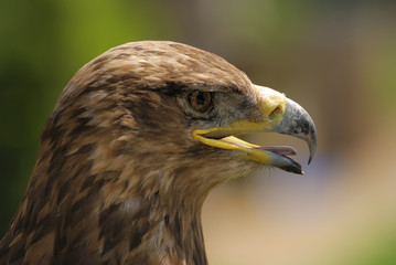 Eagle