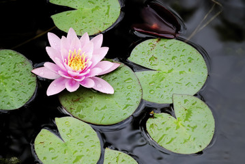 Pink waterliliy
