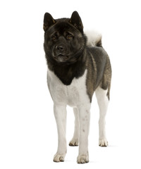 Akita Inu, 16 months old, standing, studio shot