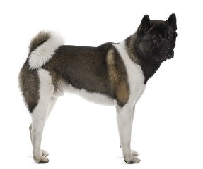 Akita Inu, 16 months old, standing, studio shot