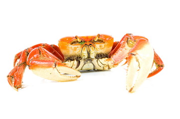 Crab