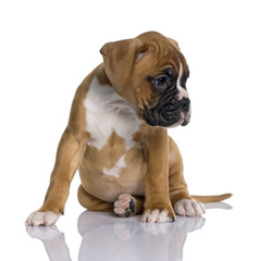 Puppy Boxer, 2 months old, sitting, studio shot