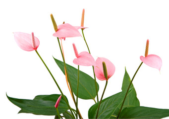 Anthurium decorative flower