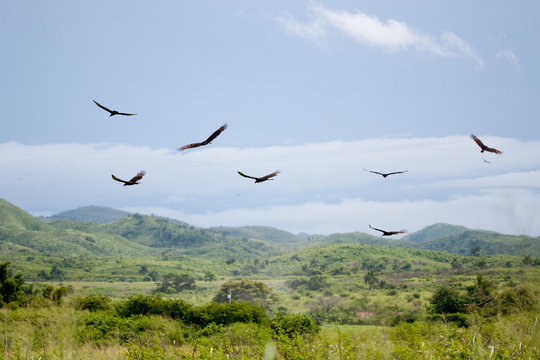 vultures