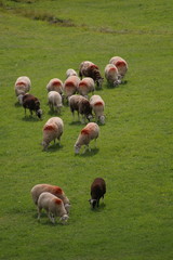 moutons