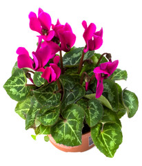 cyclamen