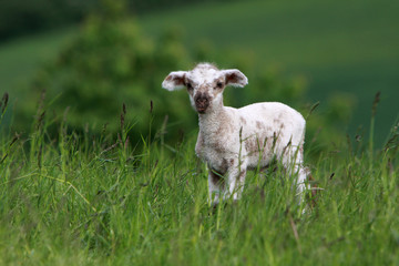 Lamm auf einer Weide
