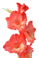 red gladiolus on white background