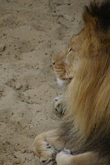 lion