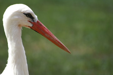 cigogne