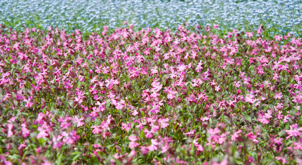 Flowers on field