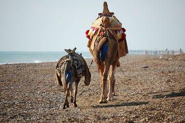 dromedario y burro paseando por la playa