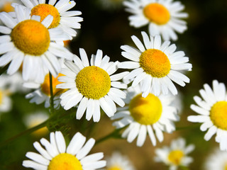 Daisies, spring flowers