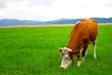 Fototapeta na wymiar Cow pasture