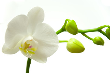 Orchidee