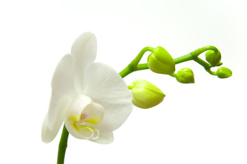 Orchidee
