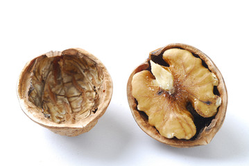 walnut