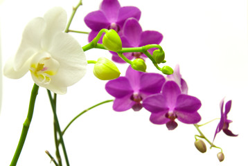 Orchidee