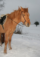 Pferd im Winter im Schnee