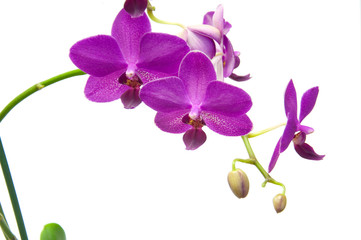 Obraz premium Orchidee
