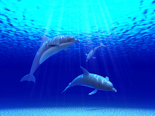 Trois dauphins nageant dans l& 39 océan