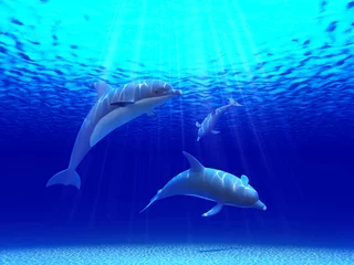 Zelfklevend Fotobehang Drie dolfijnen zwemmen in de oceaan © Roman King