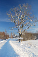 Winter road with sign and tree