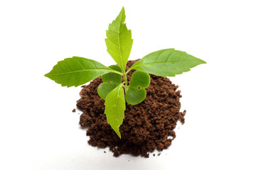 Baby plant on white-New life