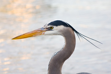 Grey heron (Ardea cinerea )
