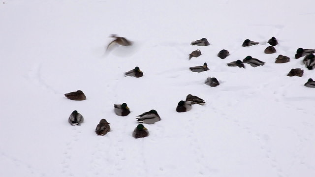 pan on ducks sit on the snow