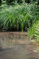 Stream water and grass