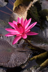 Pink water lily blossom