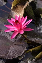 Wall murals Waterlillies Pink water lily blossom