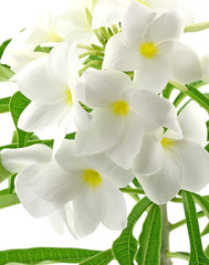Fototapeta premium bouquet fleurs blanches frangipanier fond blanc