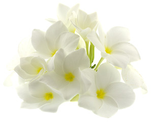 fleurs blanches frangipanier fond blanc