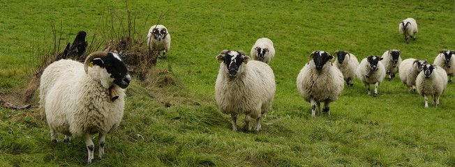 moutons