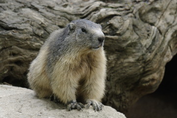 Marmotte