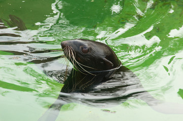 Fur seal