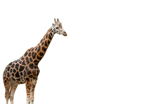 Giraffe freigestellt