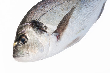 sea bream closeup
