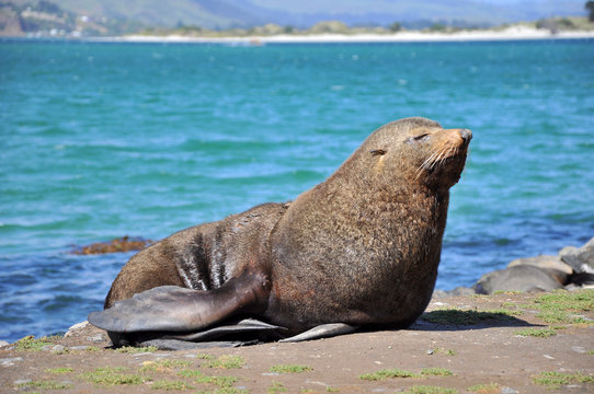 Male fur seal in Otago Peninsula - New Zealand
